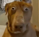 dogesh Discord emoji