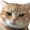 Angwy