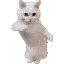 cat_dance