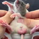 fat_rat_balls