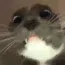 cutecatstare