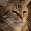 catunamusedstare