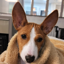 dog Discord emoji