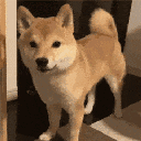 shibaquestion