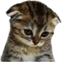 Sad_Cat