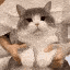 CatDanceDance