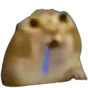 ogdroolingcat