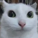 politecat