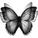 black_butterfly
