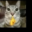 A gray cat staring blankly with a yellow snack held in its mouth.