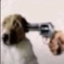 dog_mnoigico Discord emoji