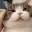 CatPat
