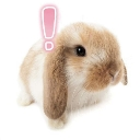 :bunny:
