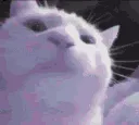 vibincat