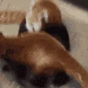 fight