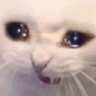 Cryy
