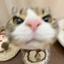 kitten_angry