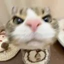 :kitten_angry: