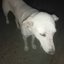 doogie