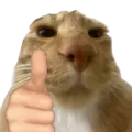 catgoodjob catgoodjob
