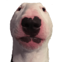 :memes_stare_dog: