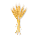 grain