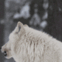 :wolfhowl: