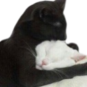:cathug: