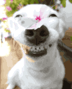 Dog with a wide, toothy grin having a butterfly land on its nose in a repeating animation.