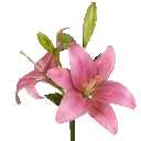 pink_003_aflowers