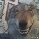 :dawg: