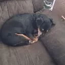 Chevy