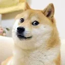 doge