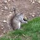 avocadosquirrel