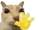 CatWave Discord emoji