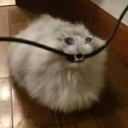:chomp: