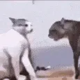 catfight