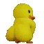:duckass2x: