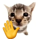 :hewohaii: