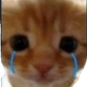 :catcry: