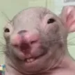 yukstersmile