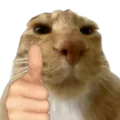 115928catgoodjob