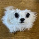 maddoge