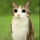 meowl