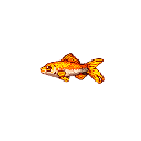 Golden_Koi