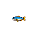 Tiny_Fish