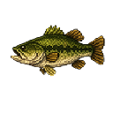 Common_Bass