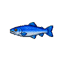 Sapphire_Salmon
