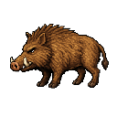 Boar