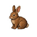 Wild_Rabbit